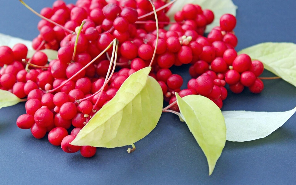 schisandra